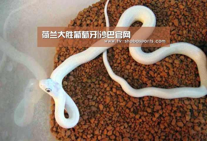 荷兰大胜葡萄牙|沙巴官网(图4) 沙巴体育官网